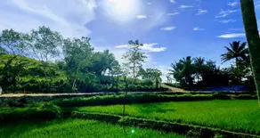 Sobral Rice Terraces View - Image 5