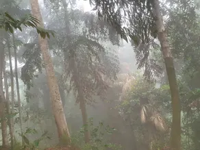 Misty View Point EcoResort  Camping site Ratnapura - Image 4