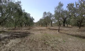 Poderi di Tragliatella Farmhouse - Image 5