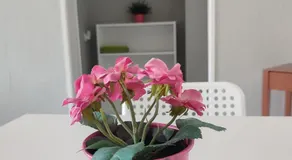 Palota Apartman - Image 5