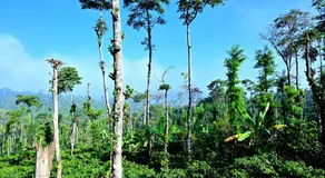 Coffee Crown Homestay - 1km to Falls, Home Food, Estate, Pvt Rooms, Villa, - Image 3