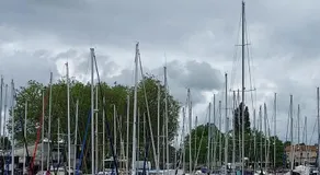 Rose - Image 4