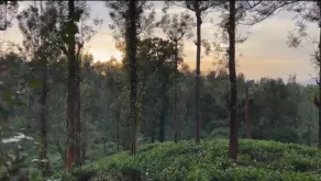 A Villa inside a Tea Estate with 100% Privacy - Image 4