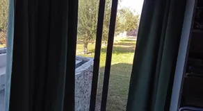 Los olivos - Image 4
