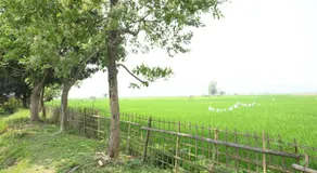 Pobitora Home Stay - Image 5