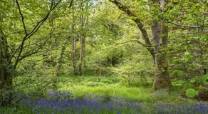 Pembrokeshire Yurts - Badger - Image 5