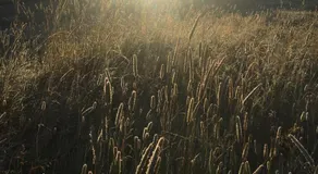 Ytri Árbakki - Image 5