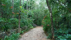 Blue Valley Estate-12 Acre Forest-Silver Oak-Villa - Image 2