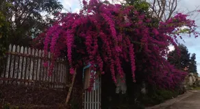 Ly's homestay - Image 5