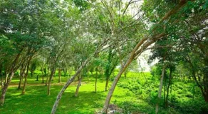 Authentic Ceylon Cooking Stay - Image 5