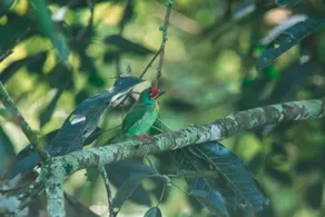 The Woods - Birding, Farming & Eco Living - Image 5