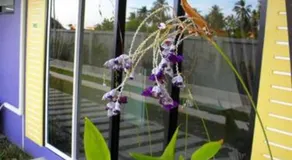 Wangthong Beach Resort - Image 5