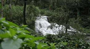 Colonial canopy - Image 5