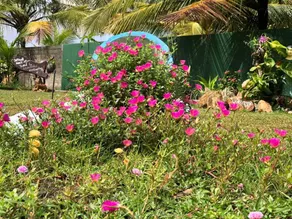 Among the coconut - Image 3
