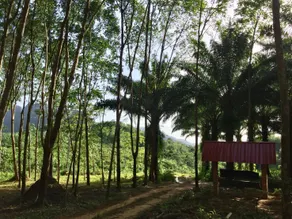 Khao Sok Evergreen House - Image 3