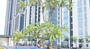Blue Belle Staycation Pollux Habibie - Image 4