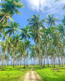 Presko Siargao - Image 3