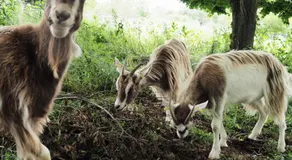 la Ferme de Vazerat - Image 3