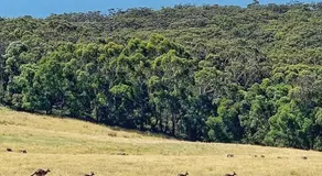 Mornington Peninsula Tiny House - Tiny Stays - Image 5