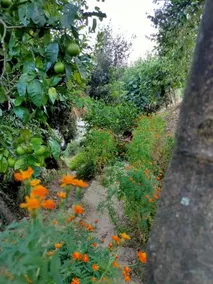 The Nature Bliss - Image 1