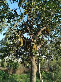 Jim Corbett Home stay Ramnagar - Image 4