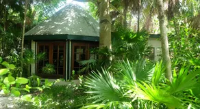 Jungle Cocoon - Image 4