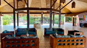 Royal Horizon Baobab - Image 5