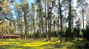 Rojaus Slenis - Image 5