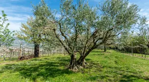 B&B Il Pettirosso - Image 4