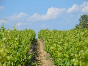 Villa a Le Boulou con Vista sulle Colline - Image 2