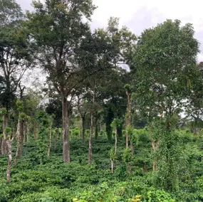 Farm Stay In Kalasa - Image 4