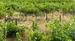 Le Clos des Pigières - Image 5