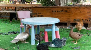 Carromato de Circo - Tierra de Arte - Image 5