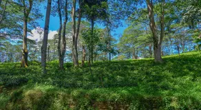 Lak Sewana Home Stay - Image 3