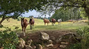 Ferme Équestre Equi'Cantal - Image 5