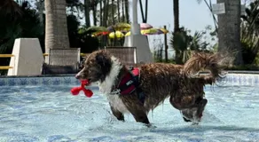 Pousada Serra das Araucárias - PetFriendly - Image 5