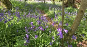Blackhill Woods Retreat - Image 5