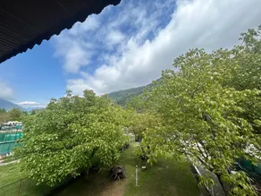 Walnut Tree Pahalgam - Image 3