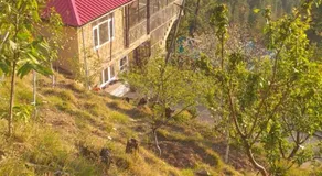 Shanti Jungle cottage - Image 3