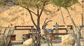 SPNI Ein Gedi Field School - Image 1