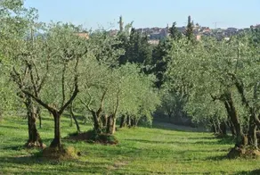 Siena Charme - Image 1