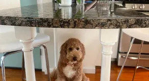 coastal and cozy beach stay, pet friendly - Image 5