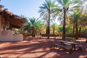 Under Las palmas Alula - Image 4