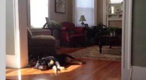 Private room MUST LOVE DOGS - Image 4