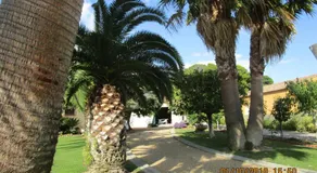 Le chêne vert - Image 5