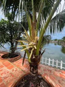 Resort Mộc Hồ - Image 5