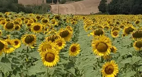 B & B CUORE TOSCANO - Image 5