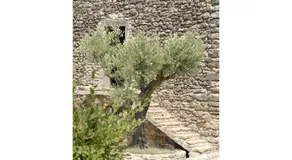 Domaine de Cousignac - Image 4