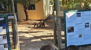 Fauna Australia Wildlife Experience - Image 2