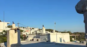 Bougainvillea - Image 3